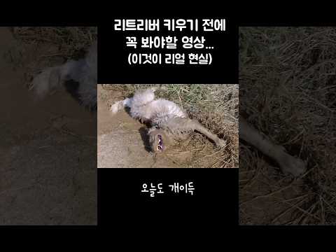 주인 학대견 #shorts