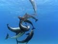 Understanding Bottlenose Dolphins
