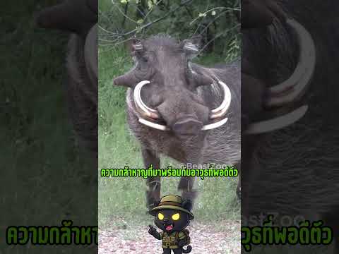 หมูป่าที่เท่ที่สุดในโลก พุมบ้า สัตว์สายบวกที่ไม่กลัวแม้แต่สิงโต #หมูป่า #พุมบ้า #สัตว์โลกน่ารัก