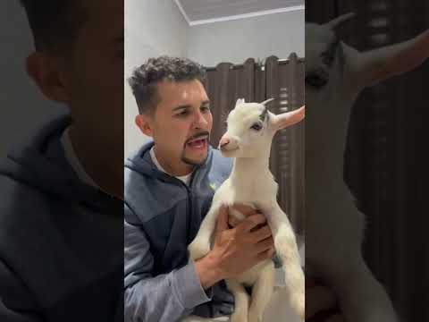 Cabrito falando
