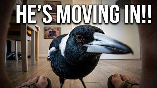 A wild magpie walked into my house! 🇦🇺