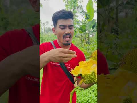 এত মিষ্টি কাঠাল Pahari Manush jiosam