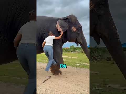 Salire su un elefante? Lei ci riesce in un modo incredibile! 😱 #shorts #virale #perte