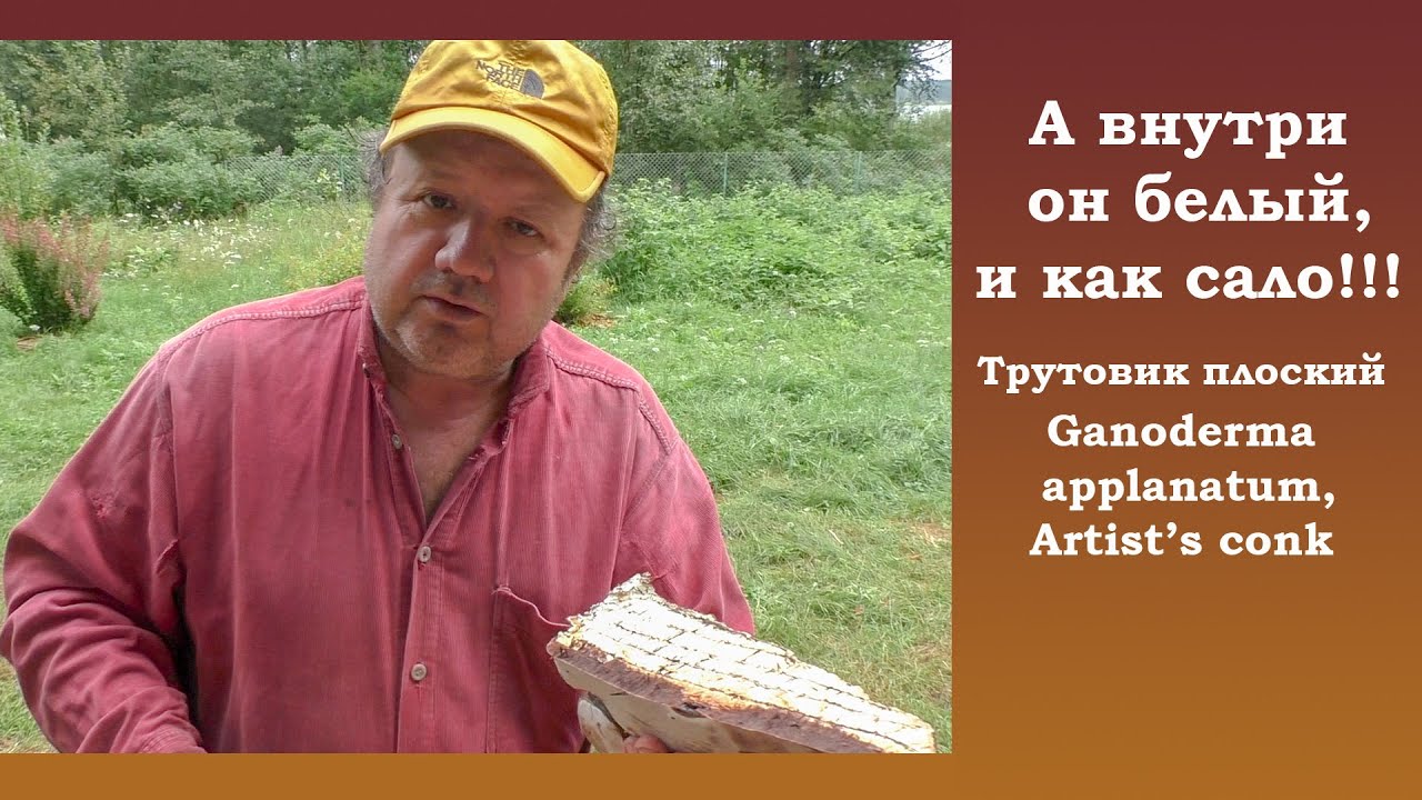 А внутри он белый, . и как сало! Трутовик плоский - Ganoderma applanatum, Artist's conk