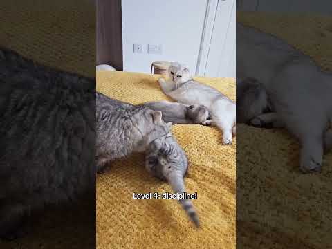 Would your cat be a good parent? #cat #cats #kitten #funnycats #tiktok #fyp