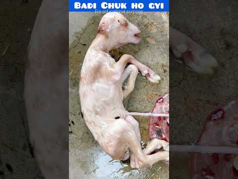 Badi chuk ho gyi #dystocia #rooftop #goatfarming #facts #animals #farming #GOAT #earn