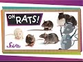 Rats: Myths and Facts