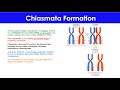 Chiasmata and Meiosis Stages