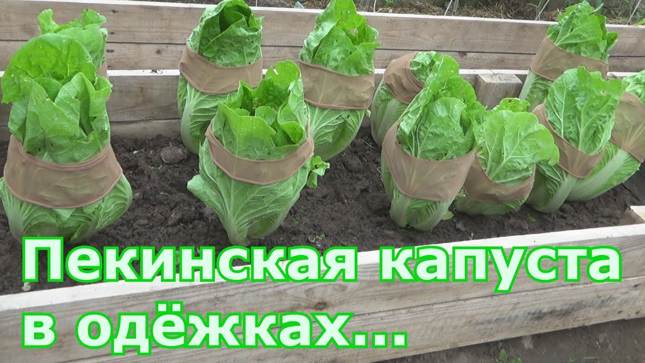 Как вырастить пекинскую капусту чтобы не пошла в цвет