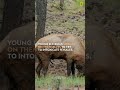 Analiz Videyo ak Mizik de Background