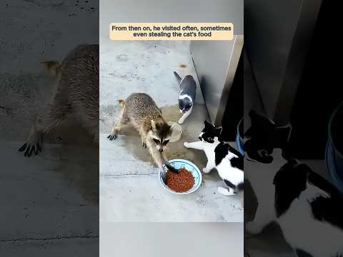 This family rescued a raccoon trapped in a can and then…