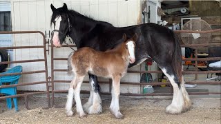 LIVE Baby Horse Name Announcement + Lucky Is Home!