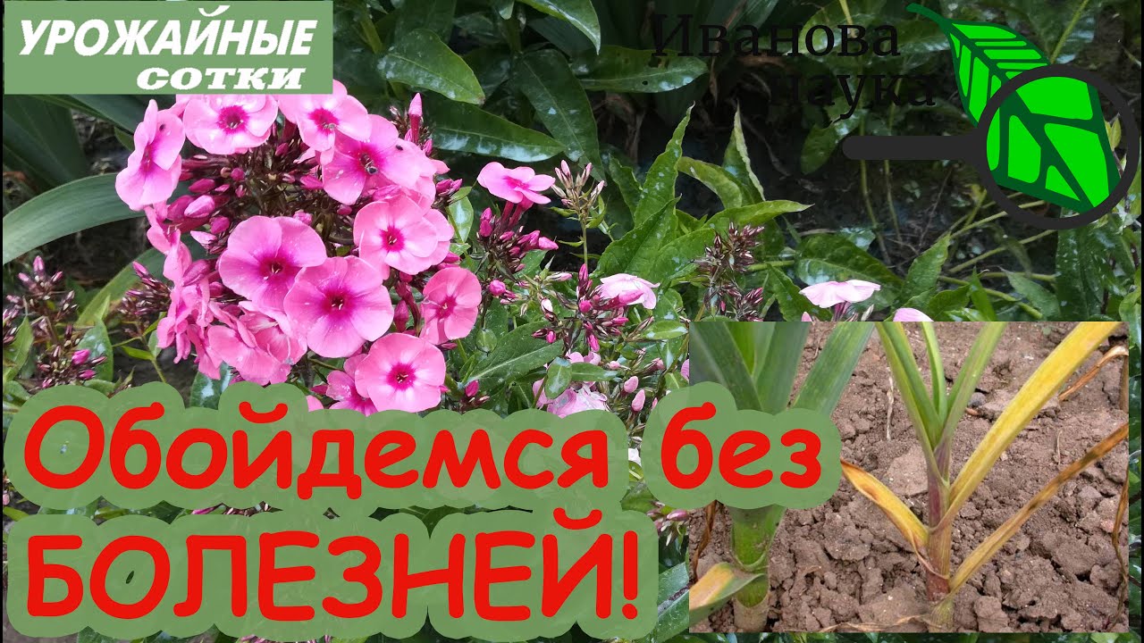 Обрабатываю им всё! Малахитовый раствор от пероноспороза, фитофторы, мучнистой росы и всех болезней!
