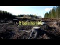 Environmental Impact of Clear Cutting