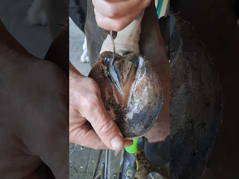❤️🐴 #horsecare #horse #farrierlife #equestrian #medievalblacksmith #blacksmithing #satisfying #asmr