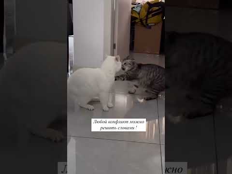 Что он ему сказал... #shorts #приколы