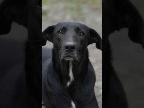 CUIDA A LOS PERRITOS