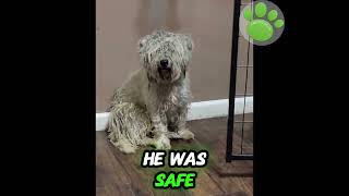 His matted hair tells his story  sadly , poor baby can't see