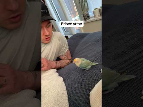 Prince attac #funnyanimals #crazybirds #birds #funnybirds #parrot #crazybirdlady #funnypets #funny