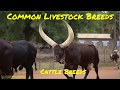 Understanding Cattle Breeds and Characteristics