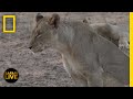 Animal Behavior and Adaptations