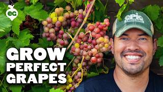 Watch This Before Growing Grapes 🍇