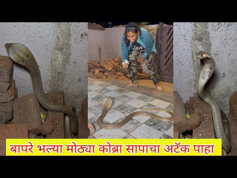 😱😳बापरे पार्किंग मध्ये ठेवलेल्या विटांमध्ये भला मोठ्ठा कोब्रा 🐍 घुसून बसलेला पाहा😱😳
