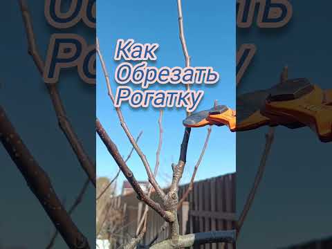 КАК ОБРЕЗАТЬ РОГАТКУ на груше