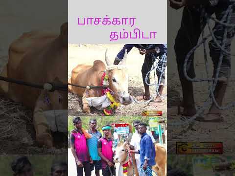 பாசக்கார பையடா