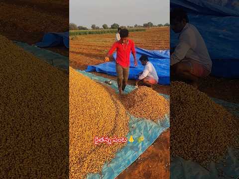 రైతు కష్టానికి ఏ విలువ లేదు 😥😭 #shortsvideo#trending#farmer@LaxmannaFarmerVlogs