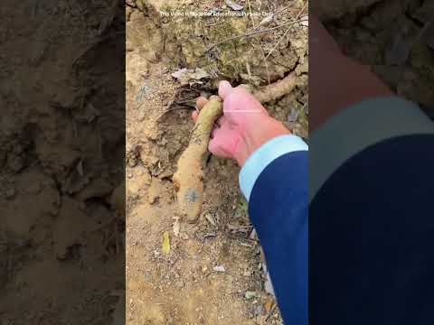 Never Touch Again Like This Wood. #shorts