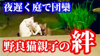 優しい母猫に甘える野良の子猫たちが可愛すぎます