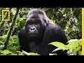 Understanding Gorilla Behavior and Biology