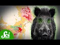 Wild Boars and Radiation Effects