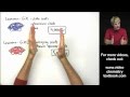 Calculating Atomic Mass and Isotopes