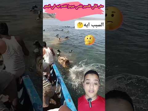 سبحان الله يا تري ليه بيرموا الغنم في البحر