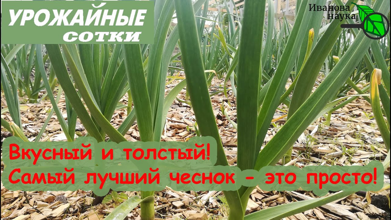 Чудесная подкормка чеснока и лука для урожая и от болезней. Рекомендую всем!