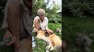 Кроме барашка Рокки я еще стригу Яшу