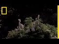 Survival Dynamics in Egret Chicks