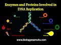 DNA Replication Processes and Enzymes