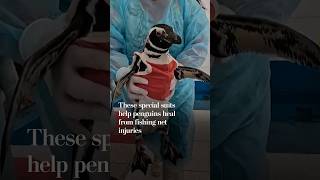 These special suits help penguins heal from fishing net injuries