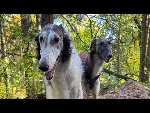 bad vlog: whose horse is that