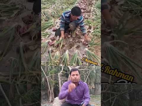 মালচিং পদ্ধতিতে পিয়াজ চাষ। #farming #জমি #automobile #কাজ #banglakrishi #agriculture #পিয়াজ #কৃষক