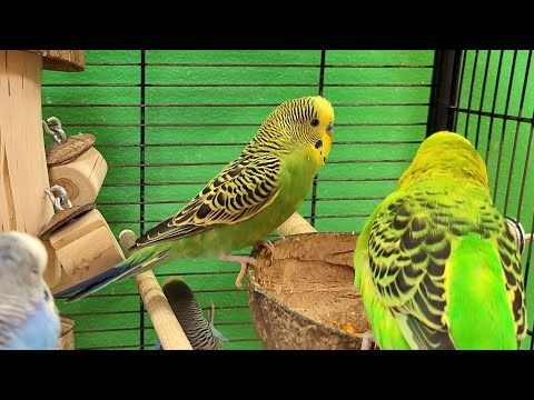 relaxing budgie sounds