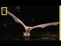 Fishing Bats and Their Behavior