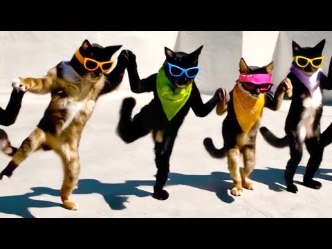 Dabke Dance Cats Take Over City! 😆