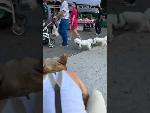 Rat and Dogs