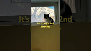Today is Stash’s 2nd birthday