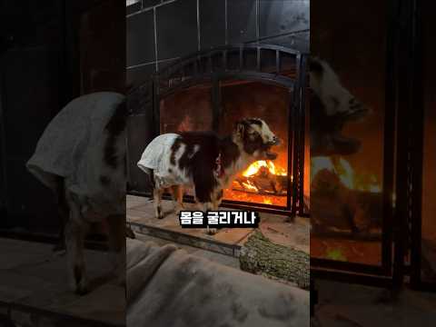 셀프로 염소탕이 되는 이유