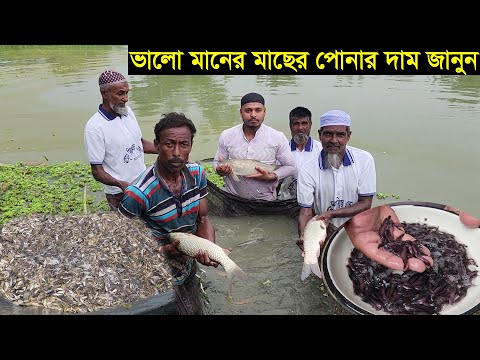 অবিশ্বাস্য খাবার ছাড়া মাছ চাষ মাত্র ১৫ হাজার টাকা বিনিয়োগ করে ৩ লাখ টাকা লাভ। মাছের পোনার দাম জানুন